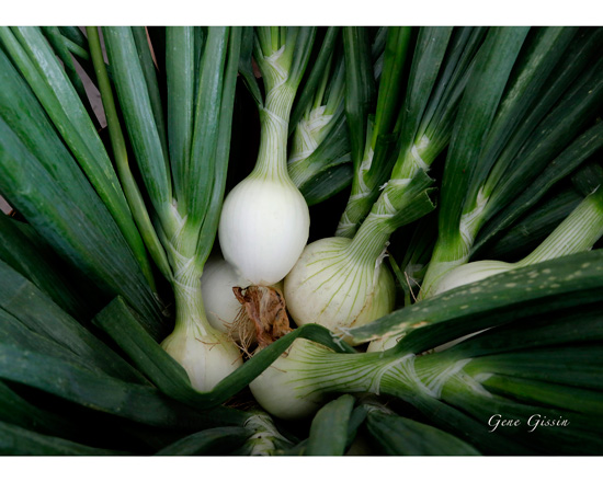 Onions Onions